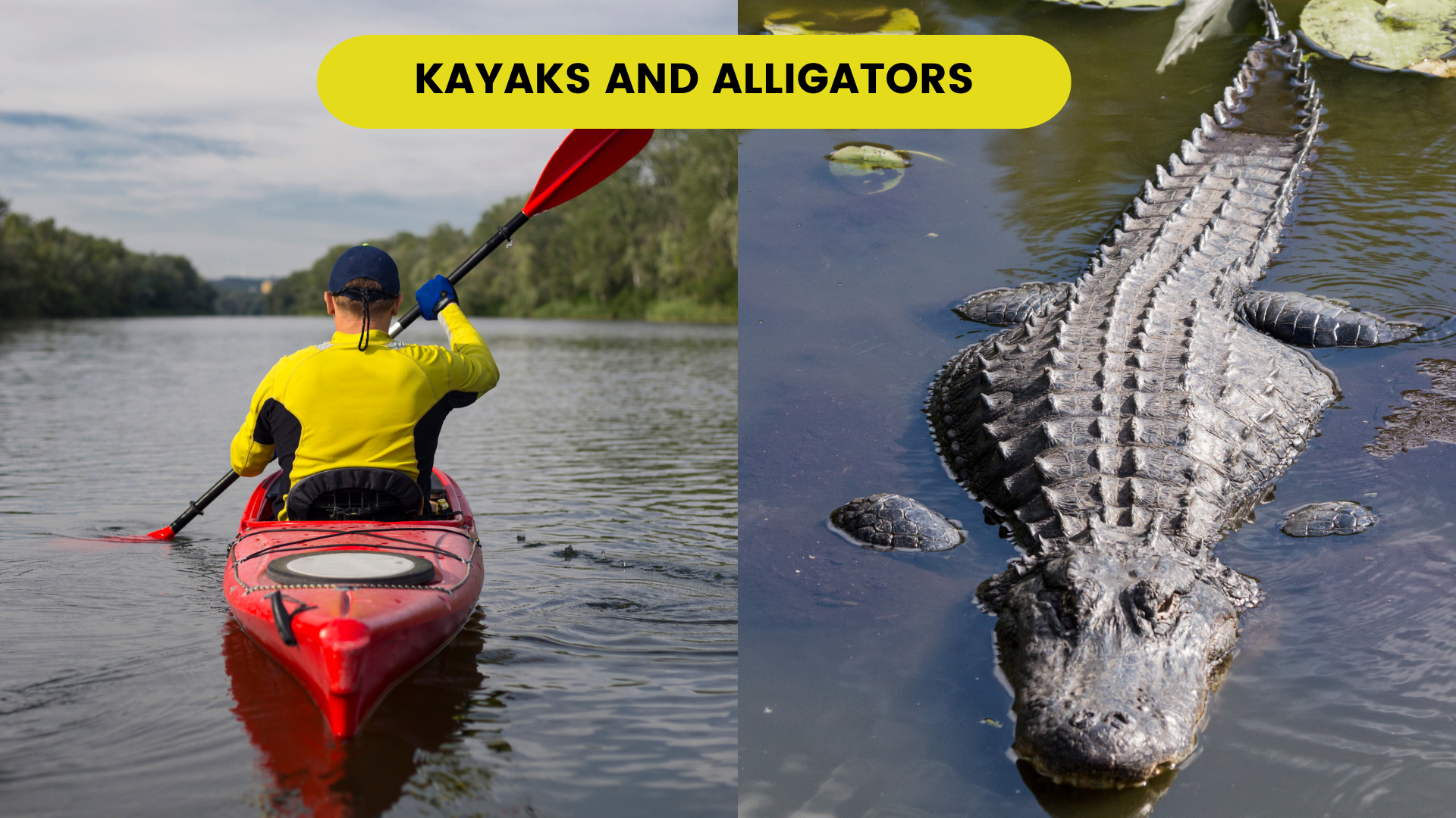 Kayaking in Alligator Territory