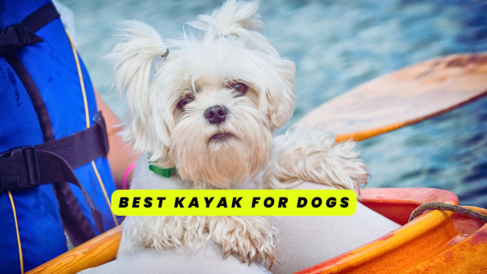 Best Kayak For Dogs