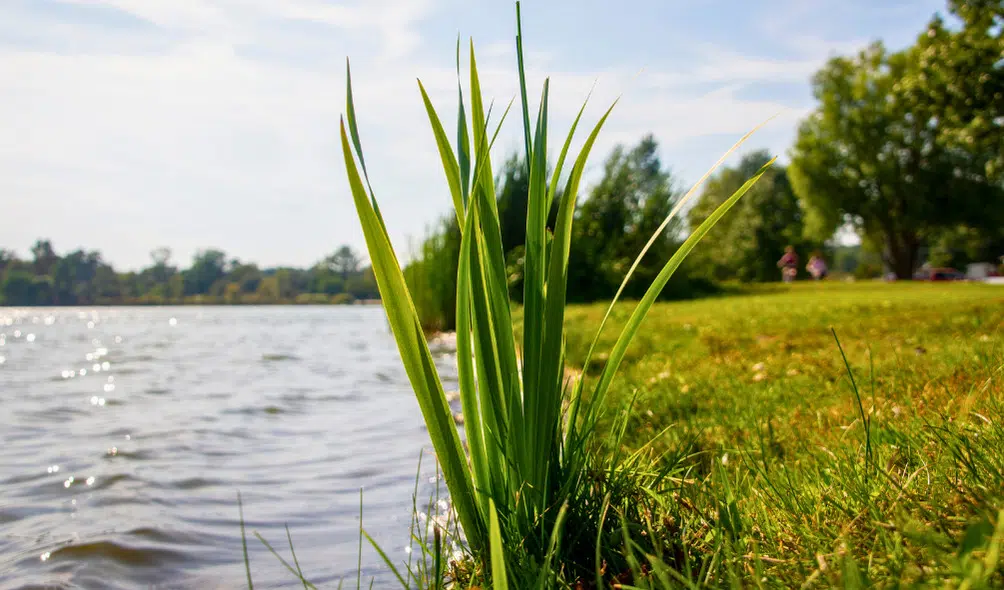 10 Popular Kayaking Spots in Illinois | Explore Illinois 9 Lake Springfield