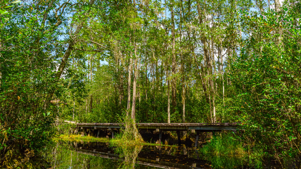 Okefenokee Swamp, Georgia