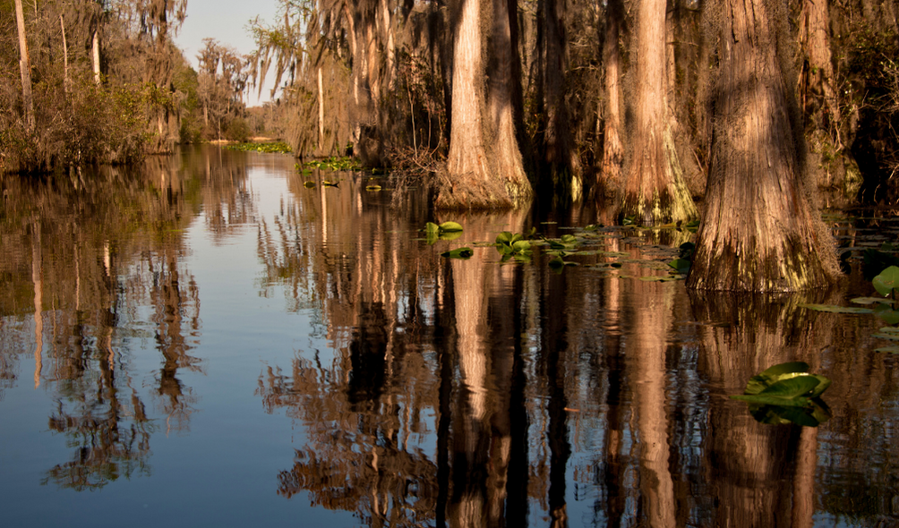 Okefenokee Swamp