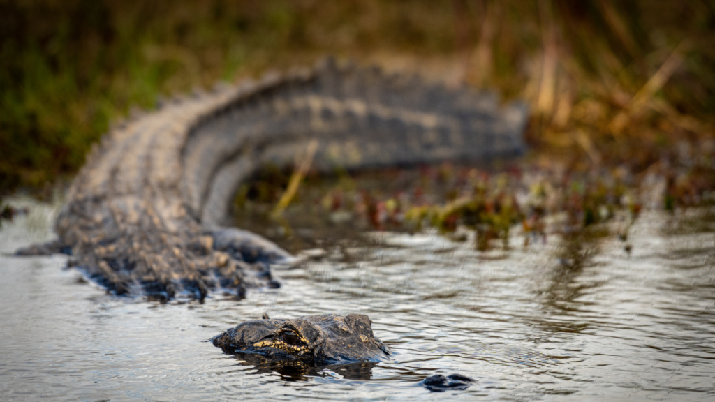  Kayaking Safety Tips in Alligator Territory 